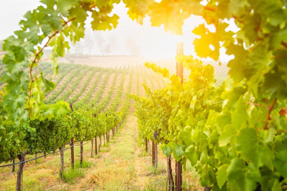 Sun setting over a vineyard.