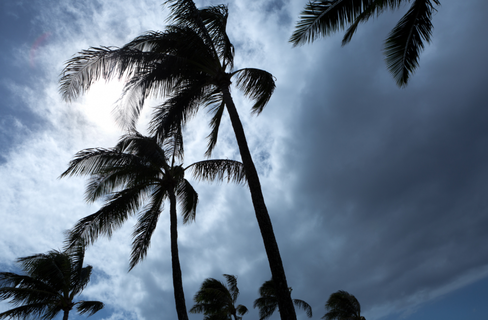 stormy palm trees