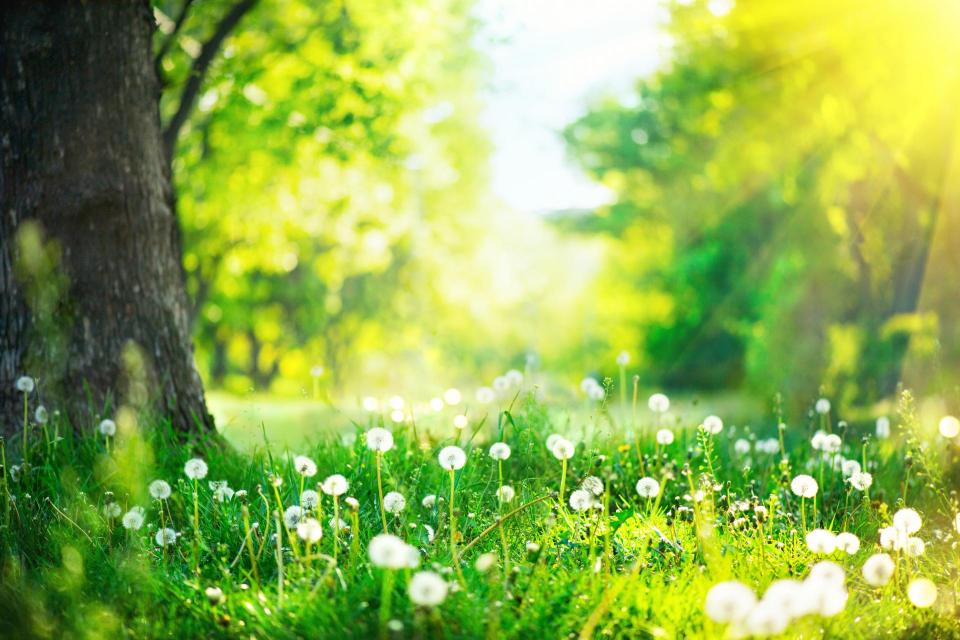 Beautiful spring landscape. Park with old trees, green grass and dandelions