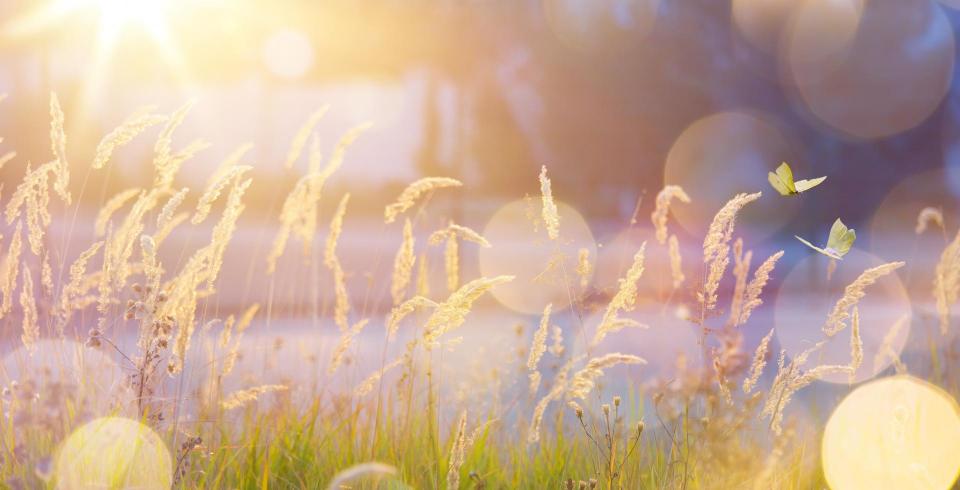 Art abstract September sunny autumn meadow background