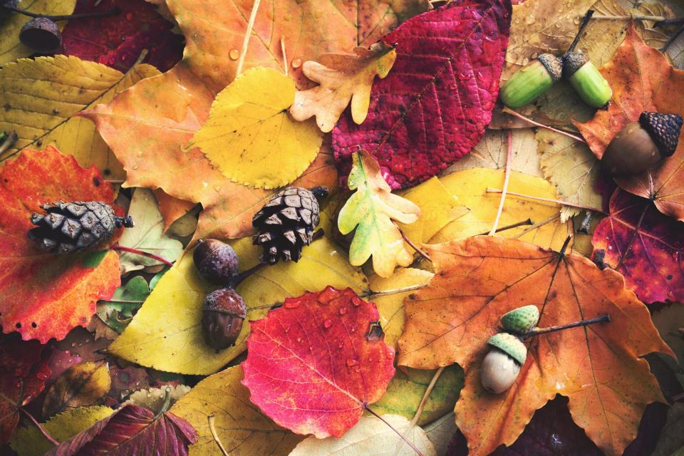 Autumn leaves with water drops