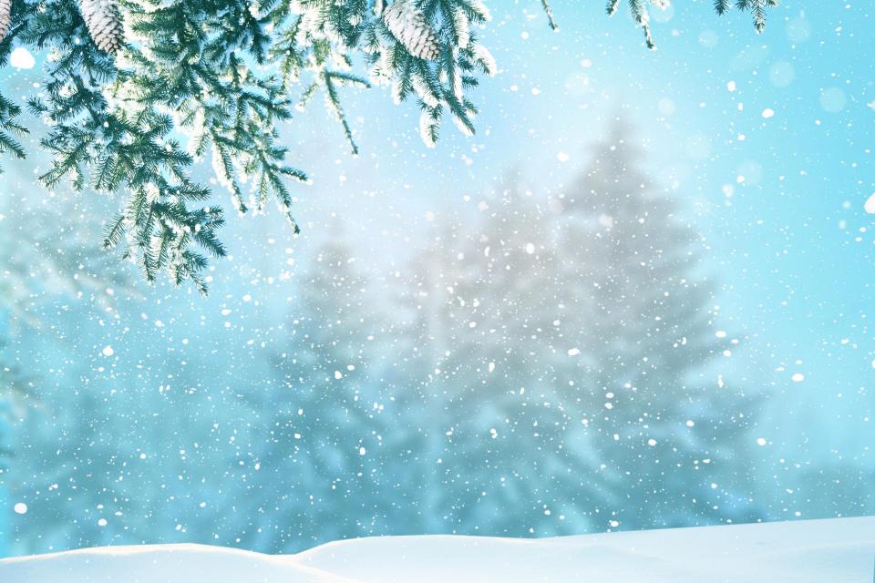 Wintry snowcapped evergreens in the frosty daylit air.