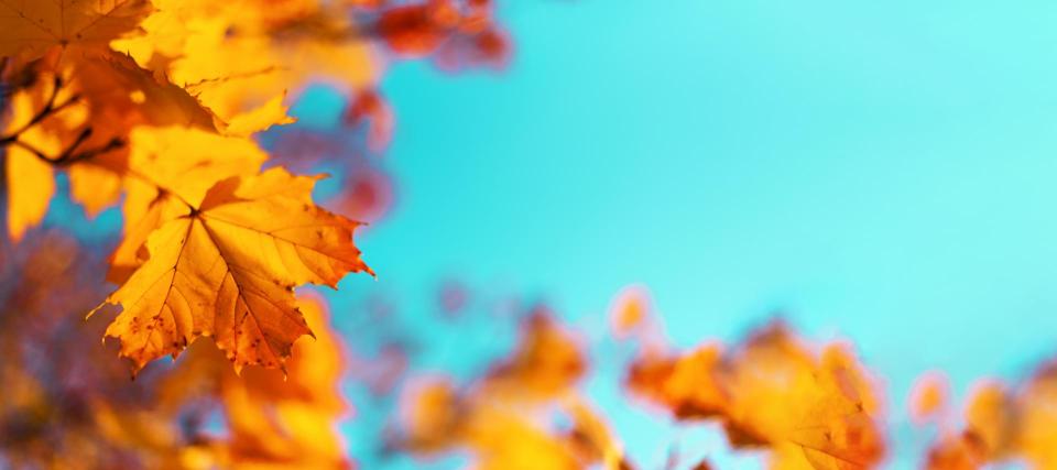 Autumn yellow leaves on blue sky background. Golden autumn concept. Sunny day, warm weather.
